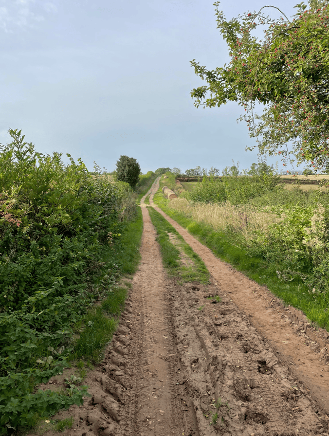 A dirt path winding through greenery with tyre tracks, leading towards a gentle incline and fields in the distance.