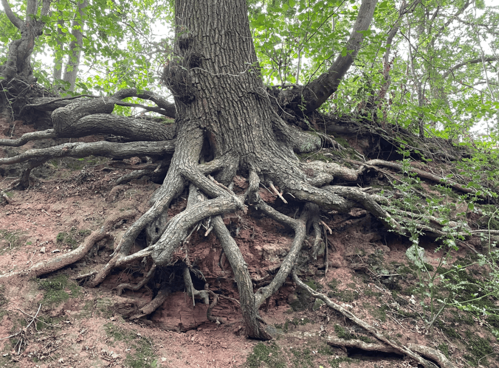 A large tree with exposed, intricate roots growing on a steep, earthen slope surrounded by greenery.