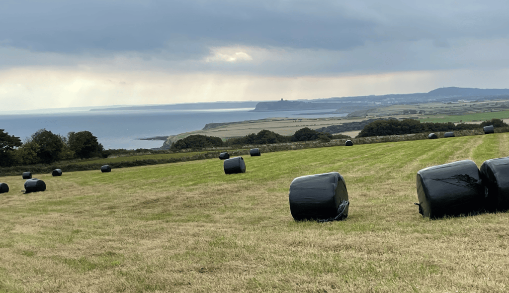 A panoramic view of a grassy field with black hay bales scattered across it, overlooking a coastal landscape under a cloudy sky.