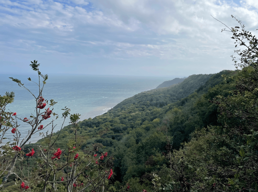 A scenic view of a coastal landscape featuring green hills, a blue sea, and a cloudy sky, with red berries in the foreground.