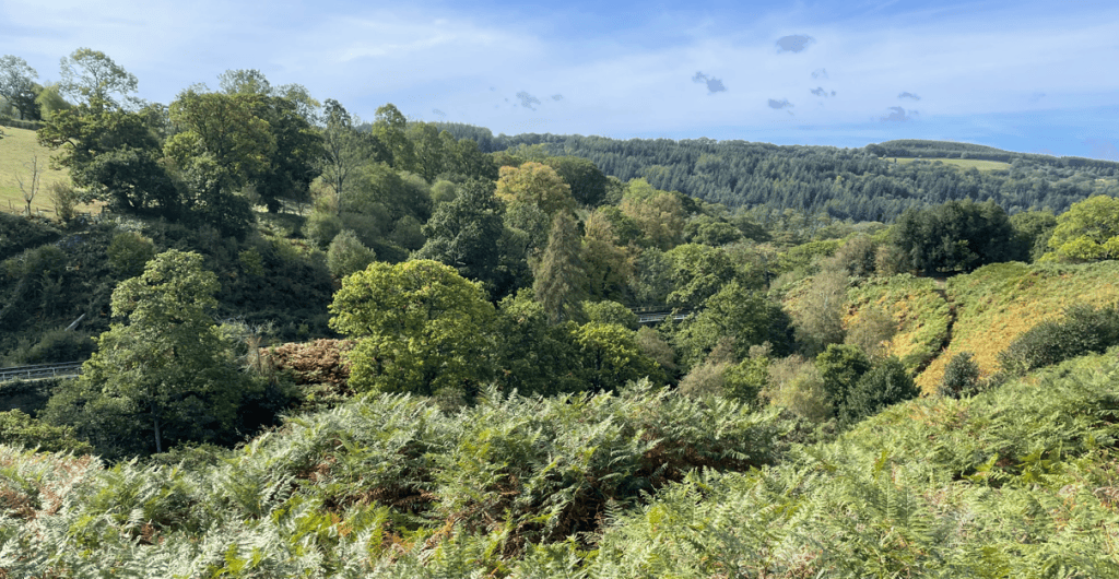 A scenic view of lush green hills and trees under a clear blue sky, with ferns in the foreground.