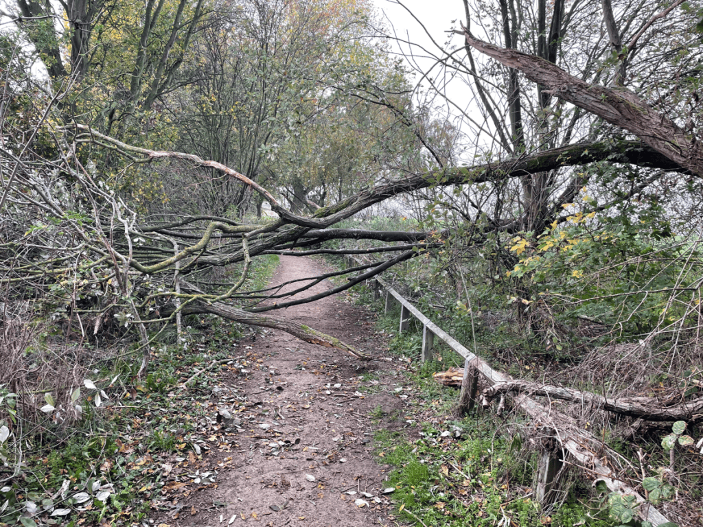 A fallen tree branch obstructing a dirt path surrounded by greenery and overgrown foliage.