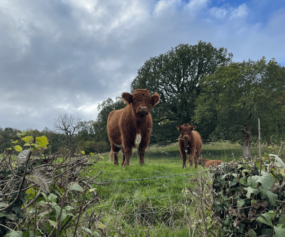 Two brown cattle standing in a green field with trees and cloudy sky in the background.