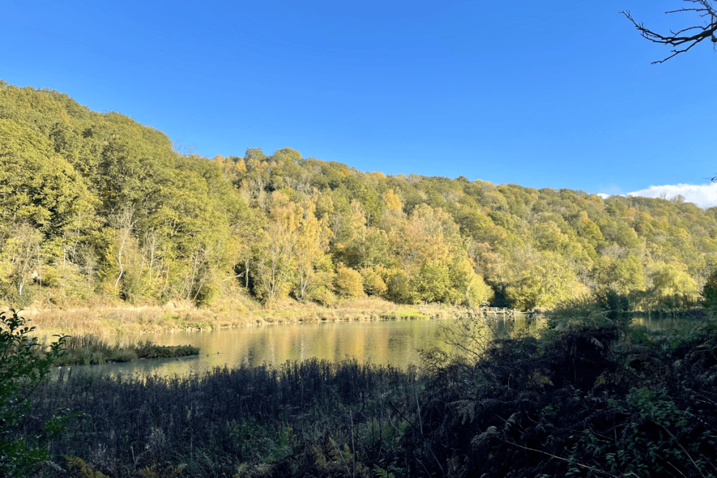 Scenic view of a tranquil river surrounded by lush green and autumnal trees under a clear blue sky.