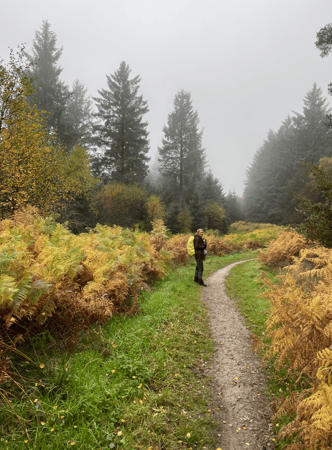 A person standing on a winding path surrounded by autumnal ferns and misty forest trees.