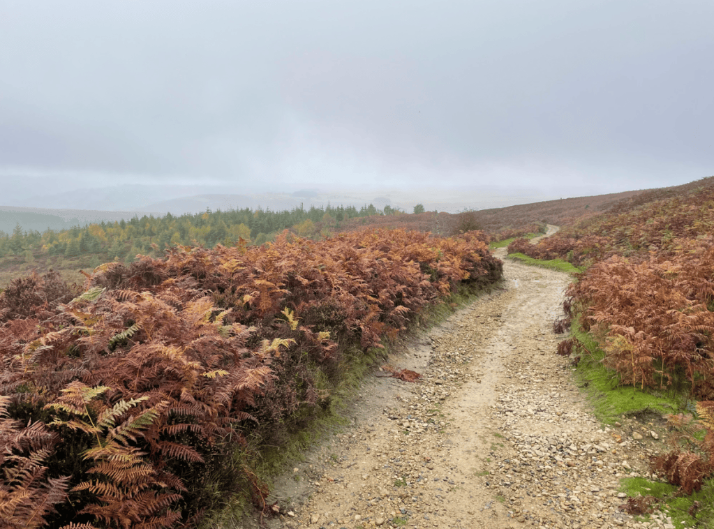 A winding dirt path surrounded by reddish-brown ferns, leading through a misty landscape with distant trees under a cloudy sky.