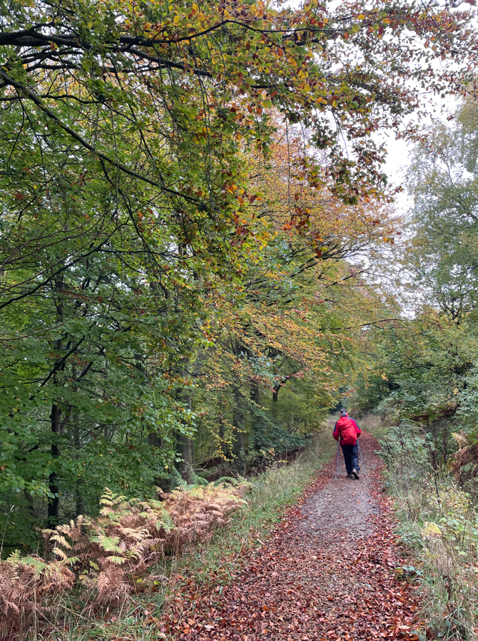 A person walking along a gravel path surrounded by trees with autumn foliage and ferns.