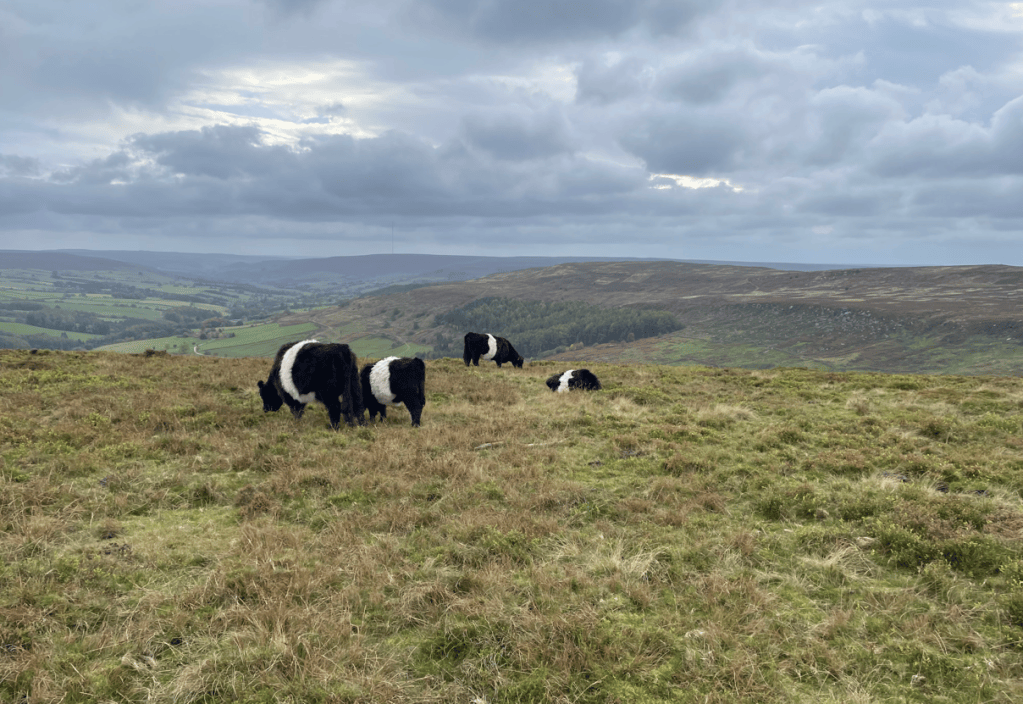 A group of cows grazing in a grassy field with rolling hills and cloudy skies in the background.